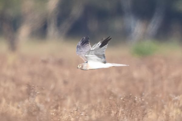 Pallid Harrier