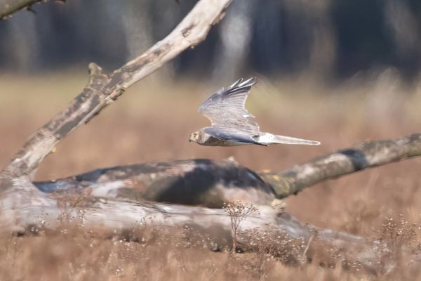Pallid Harrier