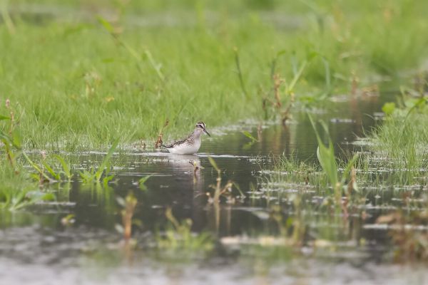 Broad-billed Sandpiper
