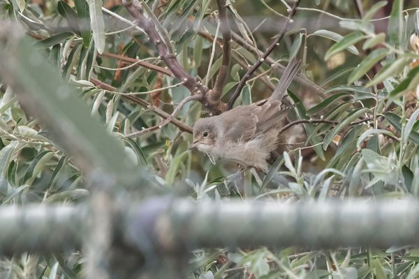 Barred Warbler