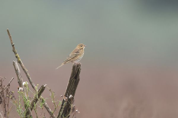 Tree Pipit