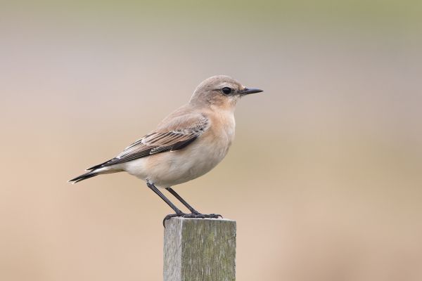 Northern Wheatear