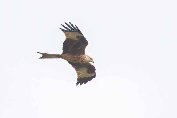 Red Kite