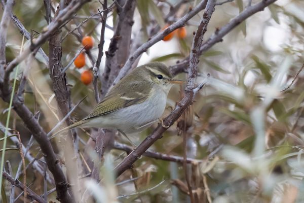 Two-barred Warbler