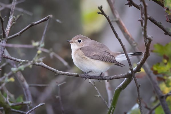 Red-breasted Flycatcher