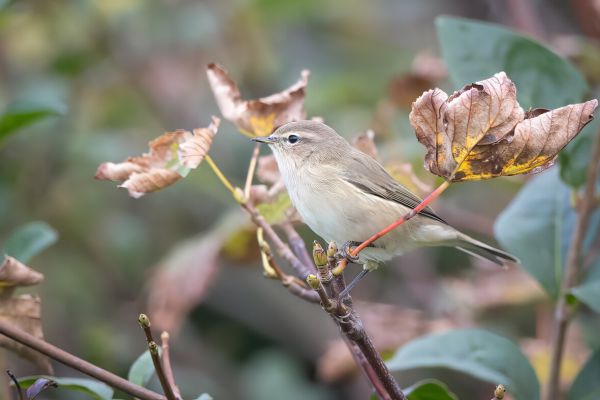 Siberian Chiffchaff