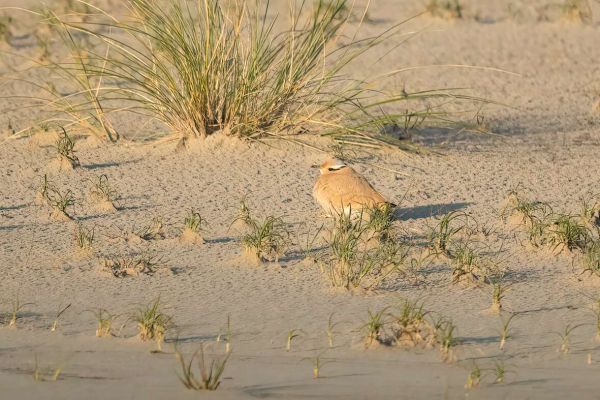 Cream-coloured Courser