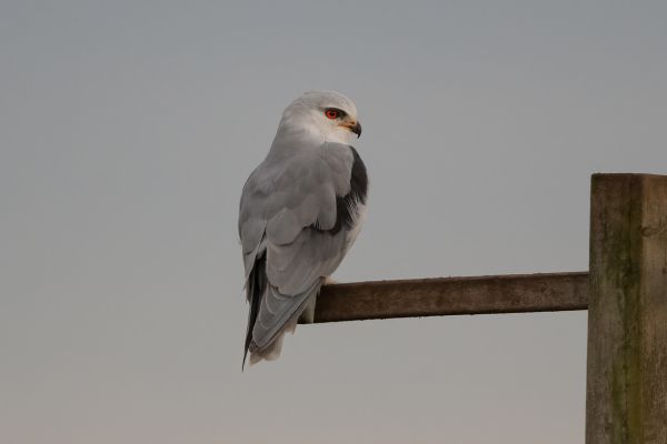Black-winged Kite