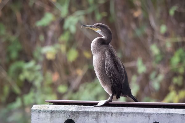 European Shag