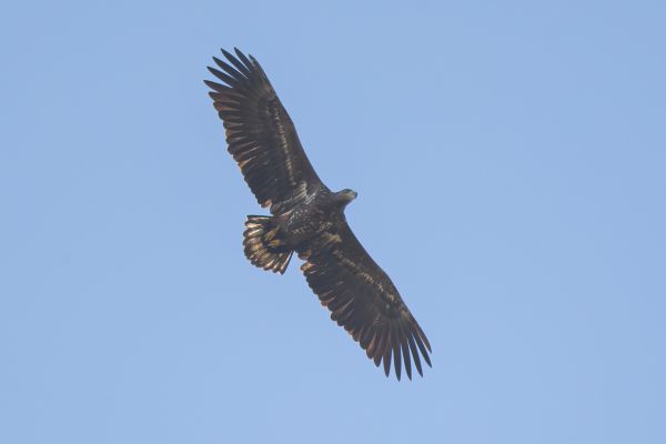 White-tailed Eagle