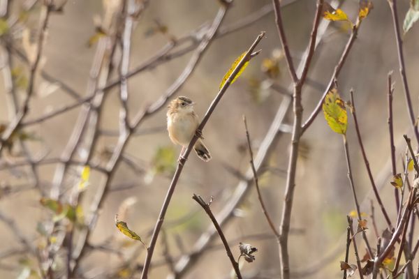 Zitting Cisticola