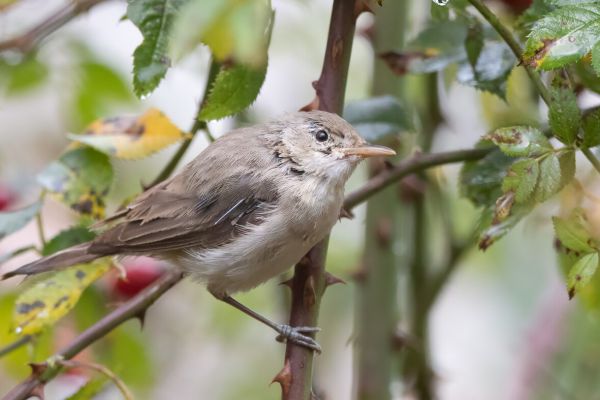 Eastern Olivaceous Warbler