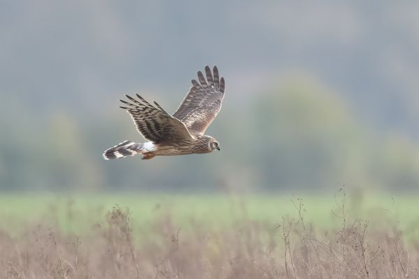 Hen Harrier