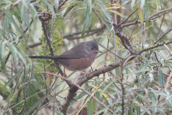 Dartford Warbler
