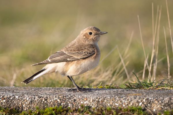 Pied Wheatear