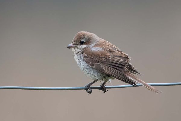Red-backed Shrike
