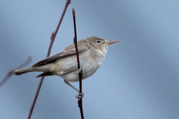 Eastern Olivaceous Warbler