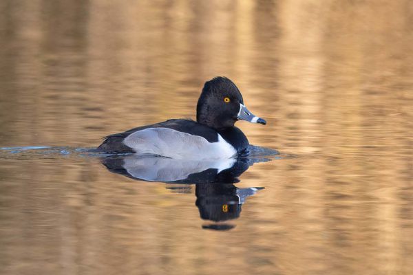 Ring-necked Duck