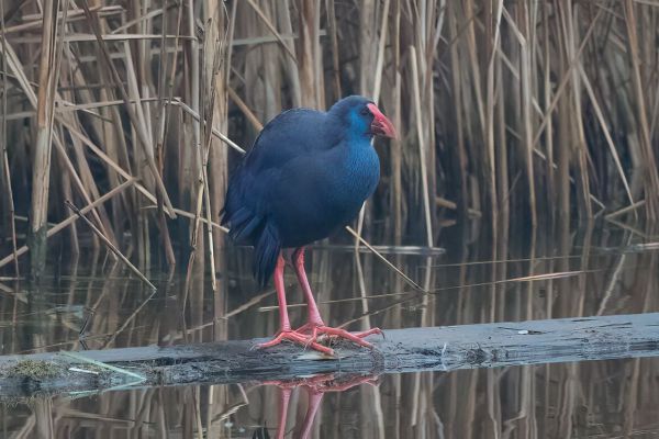 Western Swamphen