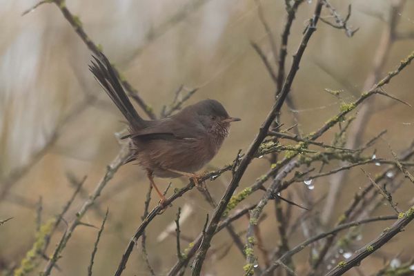 Dartford Warbler