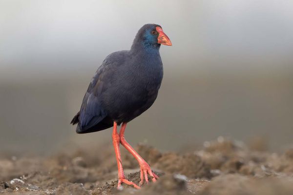 Western Swamphen