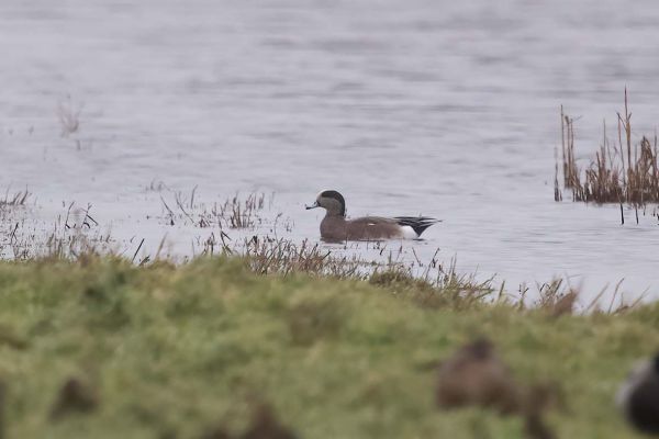 American Wigeon