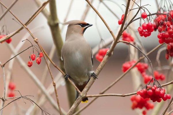 Bohemian Waxwing